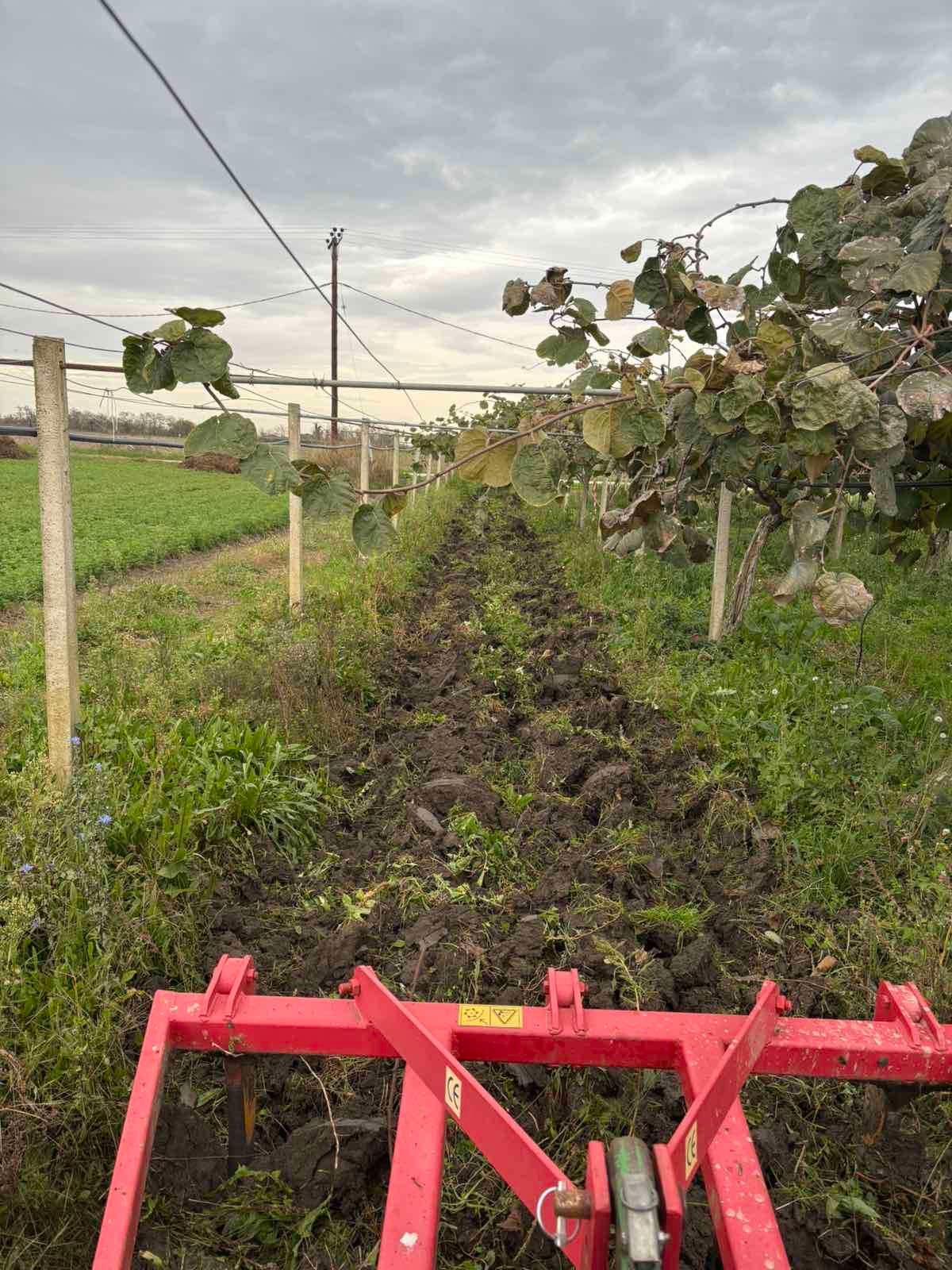 Καλλιεργητής σε εργασίες φρεζαρίσματος σε ακτινιδεώνα