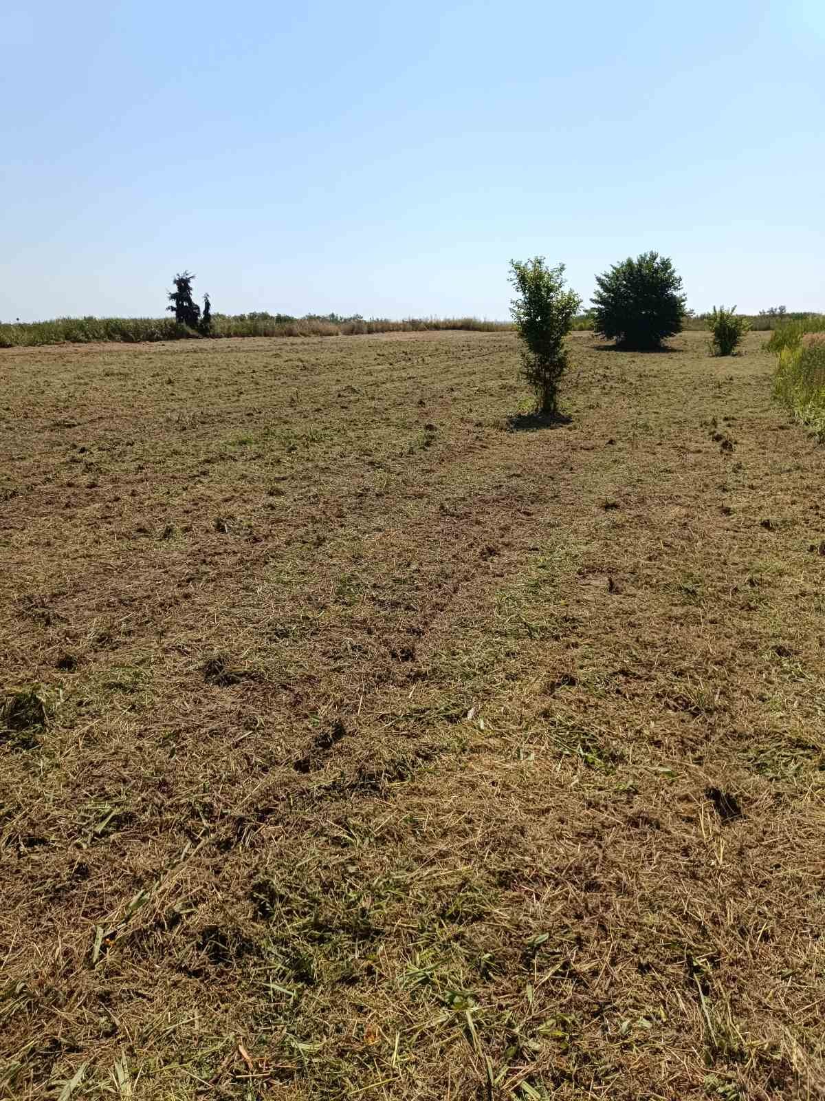 Αγροτεμάχιο μετά από κοπή χόρτων και καθαρισμό βλάστησης